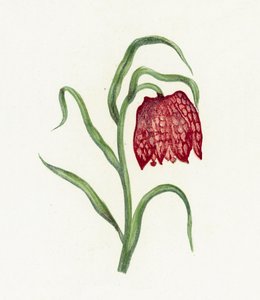 Fritilaria común, Fritillaria Meleagris de English School